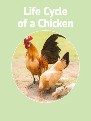 cover image of Life Cycle of a Chicken